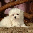 Фото Самые декоративные собаки: Болонка (32 фото) из раздела /