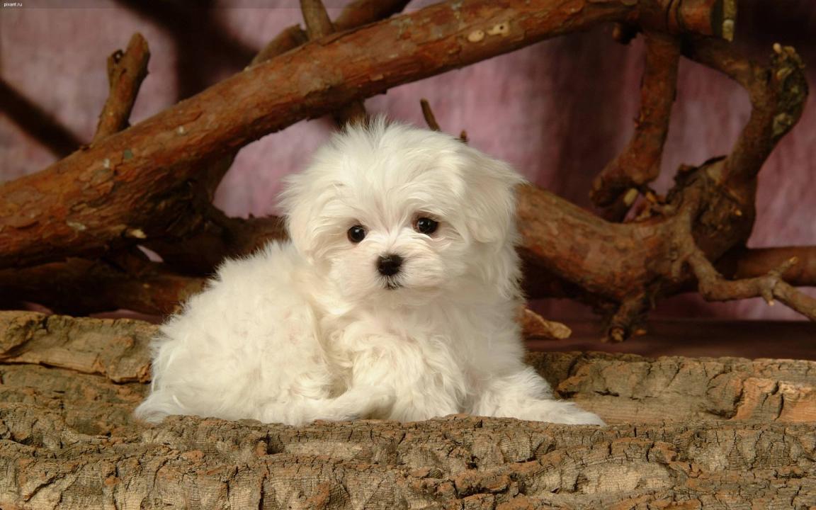 Фото Самые декоративные собаки: Болонка (32 фото) из раздела /