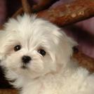 Фото Самые декоративные собаки: Болонка (32  фото) из раздела  /