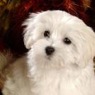 Фото Самые декоративные собаки: Болонка (32  фото) из раздела  /