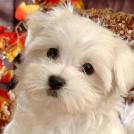 Фото Самые декоративные собаки: Болонка (32  фото) из раздела  /