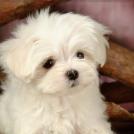 Фото Самые декоративные собаки: Болонка (32  фото) из раздела  /