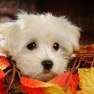 Фото Самые декоративные собаки: Болонка (32  фото) из раздела  /