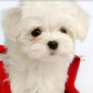 Фото Самые декоративные собаки: Болонка (32  фото) из раздела  /