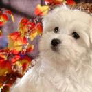 Фото Самые декоративные собаки: Болонка (32  фото) из раздела  /