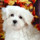 Фото Самые декоративные собаки: Болонка (32  фото) из раздела  /