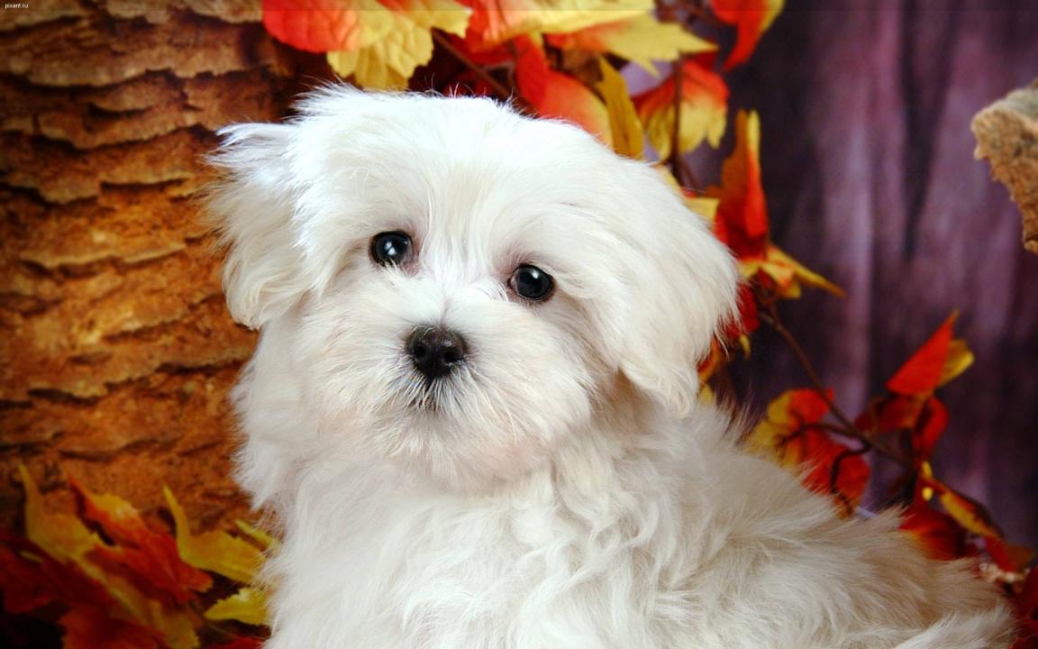 Фото Самые декоративные собаки: Болонка (32 фото) из раздела /