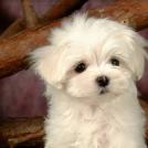 Фото Самые декоративные собаки: Болонка (32  фото) из раздела  /