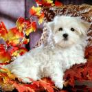 Фото Самые декоративные собаки: Болонка (32 фото) из раздела /