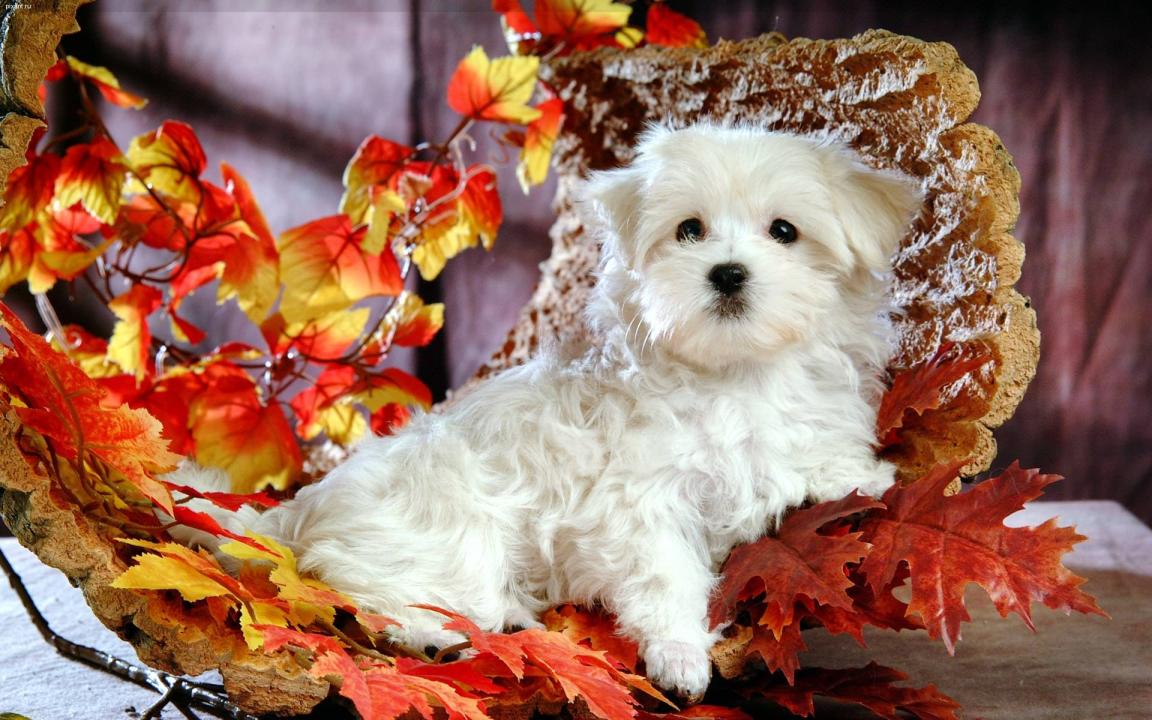 Фото Самые декоративные собаки: Болонка (32 фото) из раздела /