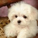 Фото Самые декоративные собаки: Болонка (32  фото) из раздела  /