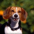 Фото Самые охотничьи собаки: Бигль  (7 фото) из раздела  /