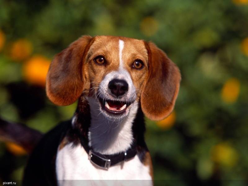 Фото Самые охотничьи собаки: Бигль  (7 фото) из раздела  /