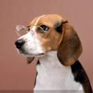 Фото Самые охотничьи собаки: Бигль  (7 фото) из раздела  /