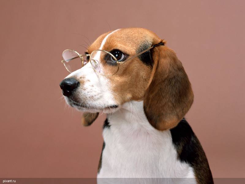 Фото Самые охотничьи собаки: Бигль  (7 фото) из раздела  /