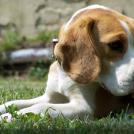 Фото Самые охотничьи собаки: Бигль  (7 фото) из раздела  /