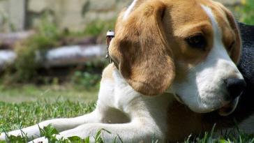 Фото Самые охотничьи собаки: Бигль  (7 фото) из раздела  /