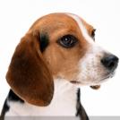 Фото Самые охотничьи собаки: Бигль  (7 фото) из раздела  /