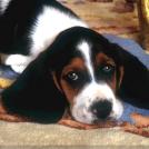 Фото Самые охотничьи собаки: Бигль  (7 фото) из раздела  /