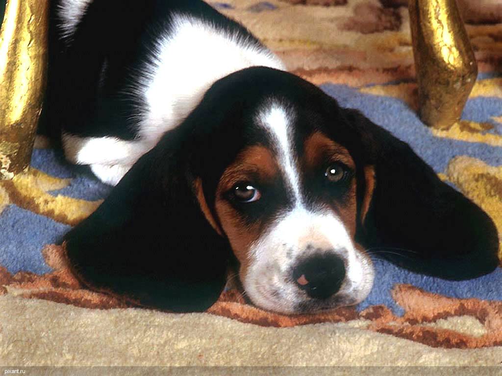 Фото Самые охотничьи собаки: Бигль  (7 фото) из раздела  /