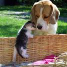 Фото Самые охотничьи собаки: Бигль  (7 фото) из раздела  /