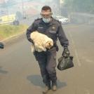 Фото Сильнейшие пожары в Португалии из раздела  /