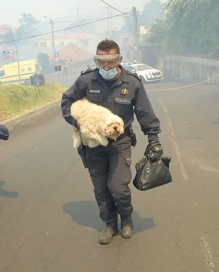 Фото Сильнейшие пожары в Португалии из раздела  /