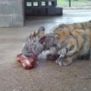 Фото История тигрицы спасенной из цирка из раздела  /