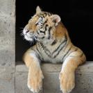 Фото История тигрицы спасенной из цирка из раздела  /