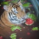 Фото История тигрицы спасенной из цирка из раздела  /