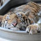 Фото История тигрицы спасенной из цирка из раздела  /