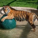 Фото История тигрицы спасенной из цирка из раздела  /