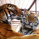 Фото История тигрицы спасенной из цирка из раздела  /