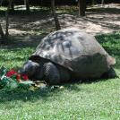 Долголетие