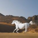 Фото Тим Флеч: креативные фотографии лошадей (30 фото) из раздела  /