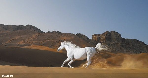 Фото Тим Флеч: креативные фотографии лошадей (30 фото) из раздела  /