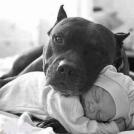 Фото Грудные дети и собаки (подборка из 35 фото) из раздела  /