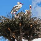 Фото В Брянске построено Тридевятое царство (10 фото) из раздела  /