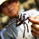 Фото Жареные тарантулы из раздела  /