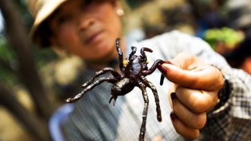 Фото Жареные тарантулы из раздела  /