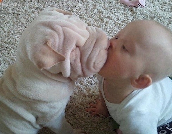 Фото Дети и собаки: лицом к лицу (чудесная подборка из 27 милых фото) из раздела  /