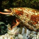 Фото Зачем некоторым животным нужен супер-яд? (15 фото) из раздела  /