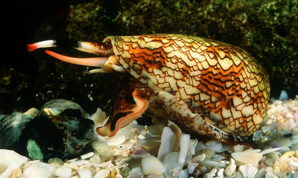 Фото Зачем некоторым животным нужен супер-яд? (15 фото) из раздела  /