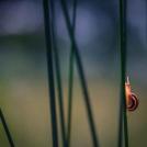 Фото Странная жизнь улиток (9  фото) из раздела  /