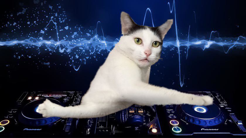 Фото Фотожабы на странного котейку из раздела  /