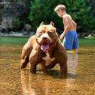 Фото Дети и собаки гуляют вместе (подборка из 24 фото) из раздела  /