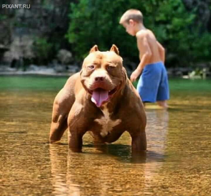 Фото Дети и собаки гуляют вместе (подборка из 24 фото) из раздела  /