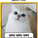 Фото Как в разных странах мира подзывают кошек из раздела  /