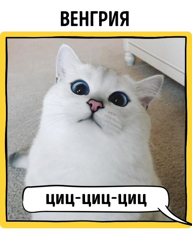 Фото Как в разных странах мира подзывают кошек из раздела /