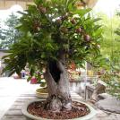 Еще одна старая бонсай-яблоня